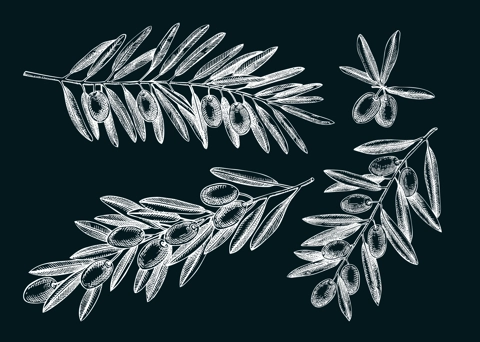 Olive tree branches sketches  on chalkboard. Hand-drawn vector illustration. Olive tree drawings in engraved style. Vector food design elements, oil packaging design
